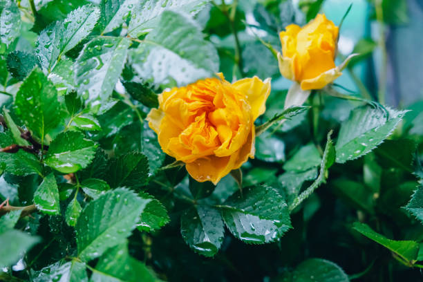Yellow rose Close-Up