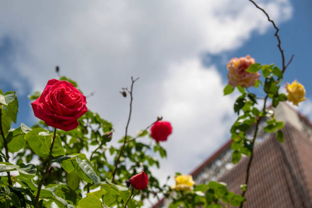 Beautiful Roses: A Celebration of Nature's Elegance