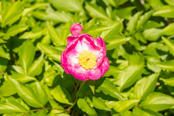 Blooming Peonies: A Captivating Landscape of Nature