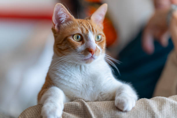 istock brown and white cat with yellow eyes lying on a sofa. close up 2167904547