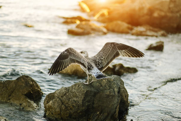 Seagull is standing on the rock with blue sky background.