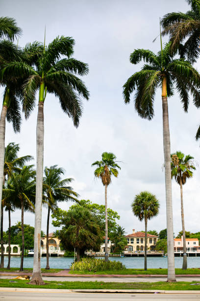 istock Palm trees blowing in the wind in Florida, USA 2167906232