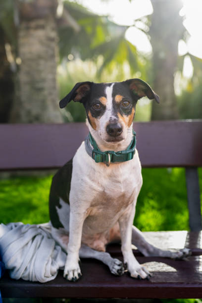 istock mixed breed dog in a park at sunset 2167906278