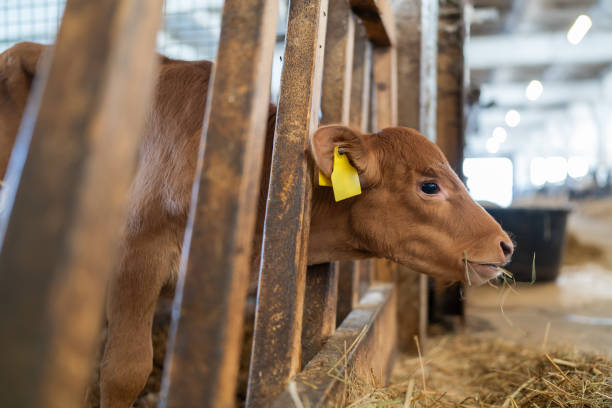istock Young calf eats hay in the barn. 2167906820