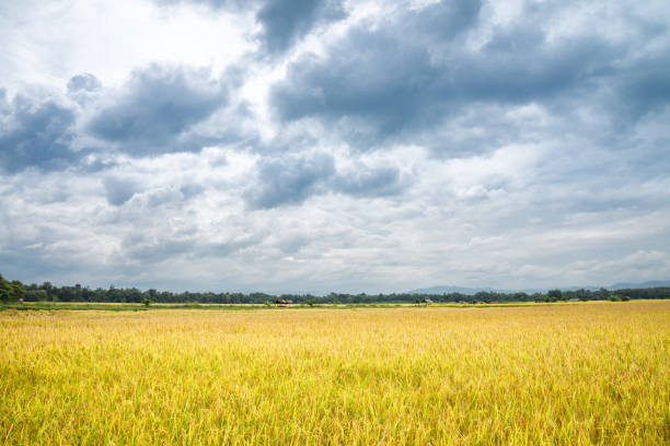 Yellow rice paddy field with cloudy dramatic sky in countryside Thailand. Agricultural, rice plantation, food industry, climate and beautiful landscape concept.