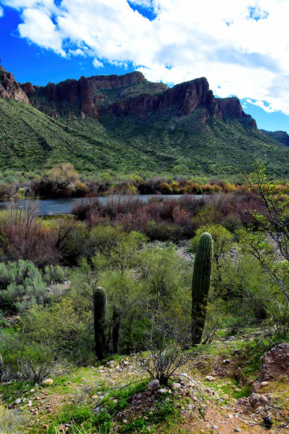 istock Salt River Recreation Area Arizona 2167908616