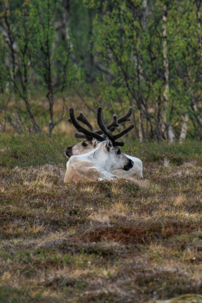 istock Reindeer or caribou (Rangifer tarandus) laying in the grass 2167908656
