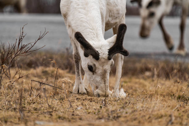 Reindeer or caribou (Rangifer tarandus) eating grass