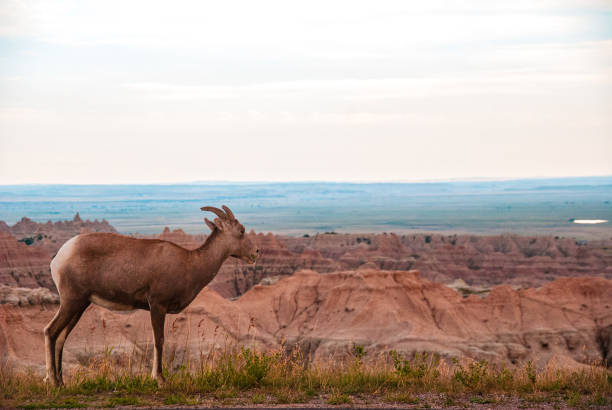 istock Bighorn Sheep at the Badlands 2167909189