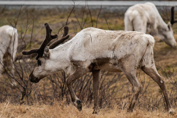 istock Reindeer or caribou (Rangifer tarandus) walking 2167909375