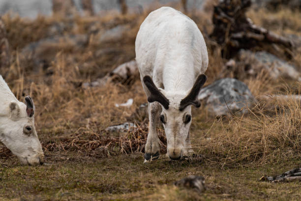 Reindeer or caribou (Rangifer tarandus) eating grass