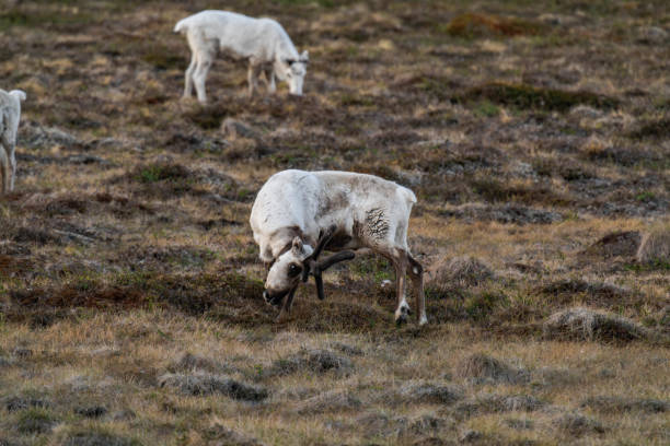 Reindeer or caribou (Rangifer tarandus) eating grass