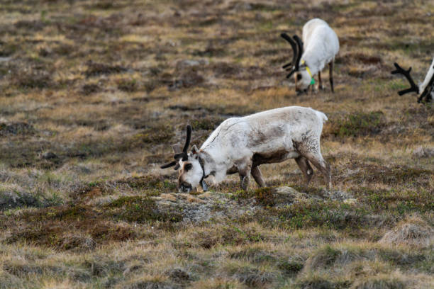 Reindeer or caribou (Rangifer tarandus) eating grass