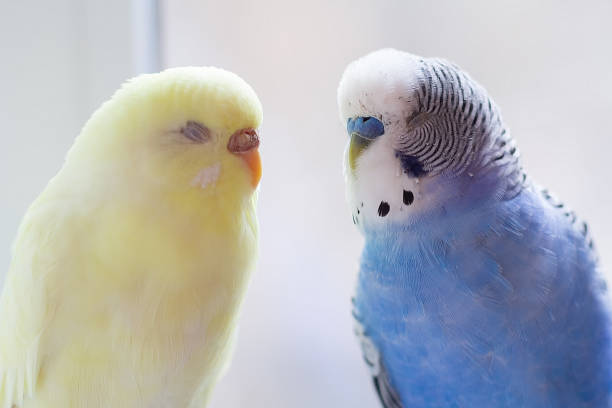istock Two sleepy budgies in a home environment 2167909636