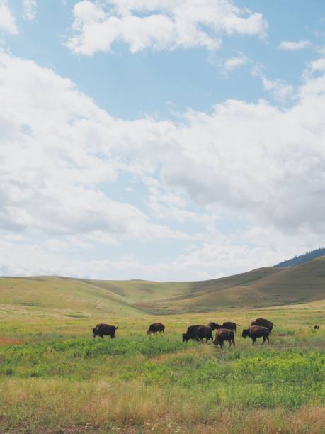 istock Herd of buffalo grazing plains with big open sky 2167911494