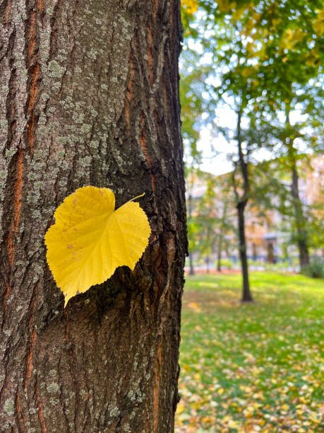 Autumn leaves beautiful foliage