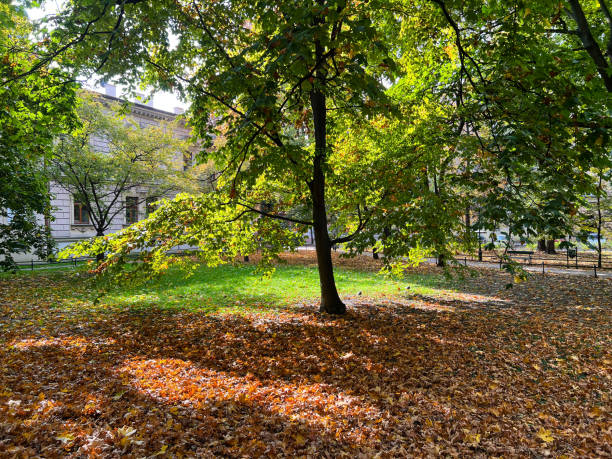 Large beech trees in autumn forest, Staffordshire, England, UK