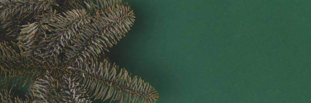 istock Banner with nobilis fir branches on a green background. 2167914486