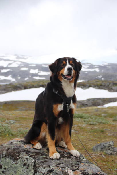 istock Winter dog before glacier in Norway 2167914557