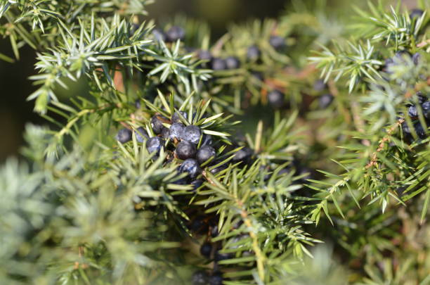 istock Close-up of a juniper bush in sunny heath with juniper berries 2167914836