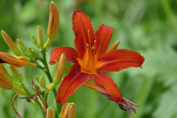 istock Daylilies (Hemerocallis) cropped with blurred background. 2167915007