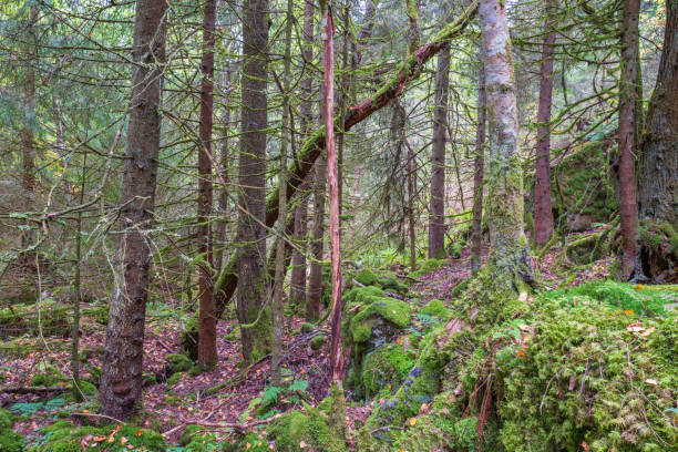 istock Old natural forest with green moss on the rocks 2167915651