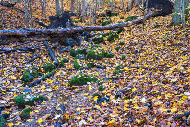 istock Creek in a forest ravine in autumn 2167915919