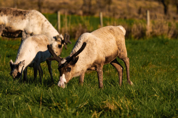 istock Reindeer or caribou (Rangifer tarandus) eating grass 2167916067