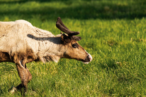 istock Reindeer or caribou (Rangifer tarandus) side view 2167916479