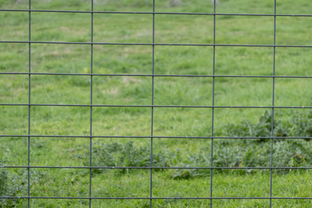 The strong, rectangular pattern of chicken wire, commonly used for farm gates or fencing. This mesh, typically made from galvanized steel, provides a durable and flexible barrier. The wire is twisted and interwoven to create a strong, stable structure while maintaining visibility and airflow. Green grass in an agricultural setting is blurred out in the background.