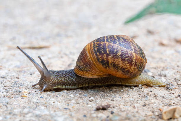common snail in lateral view