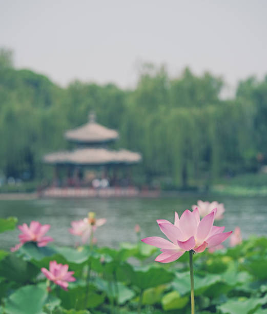 istock Lotus Flowers in Classical Chinese  Gardens 2167918114