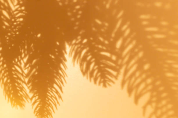 Shadows from palm leaves on a light brown background.