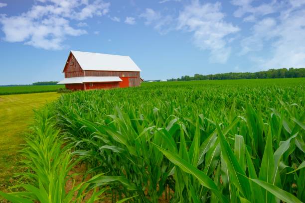 istock Corn field with old Red Barn-Tipton County, Indiana 2167918493