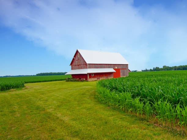 Old Weathered Red Barn in a corn field-Tipton County, Indiana