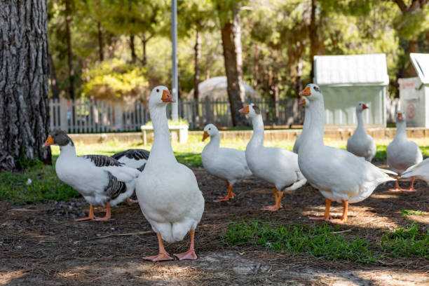 istock White geese graze on a green meadow in public park 2167919007