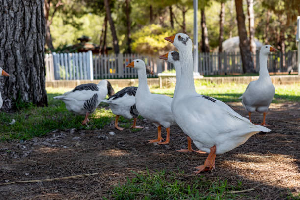 istock White geese graze on a green meadow in public park 2167919225