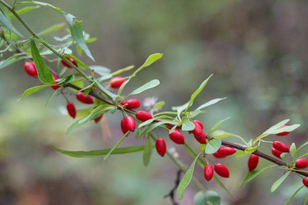 istock Berries in a row along a branch 2167919624