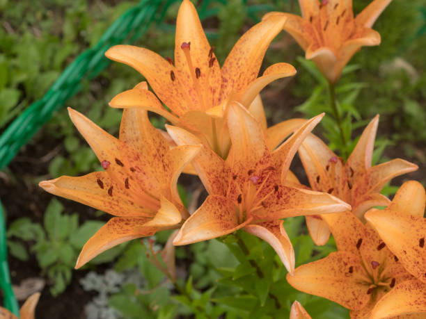 istock orange lilies in the garden in summer 2167920078