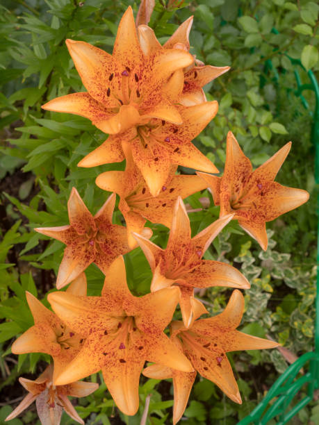 istock orange lilies in the garden 2167920083