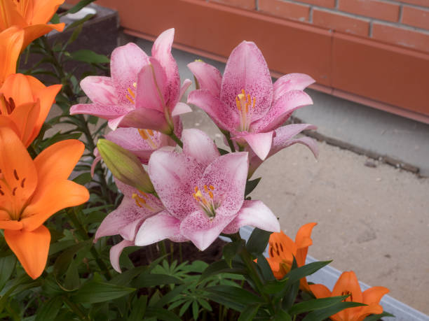 istock pink lilies in summer 2167920088