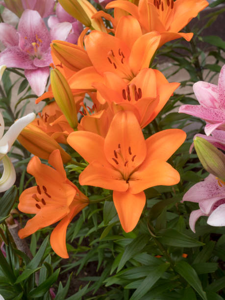 istock orange lilies in summer closeup 2167920095