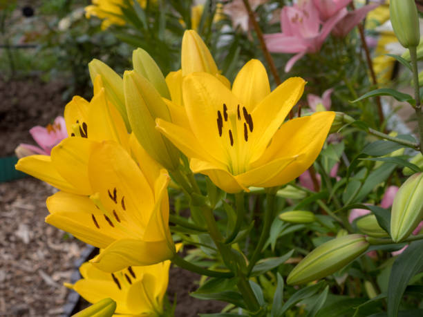istock yellow lilies in the garden 2167920105