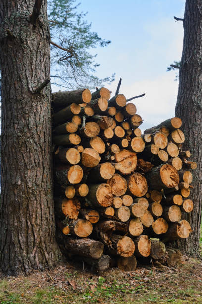 istock A large pile of firewood  between pine trees. 2167923068