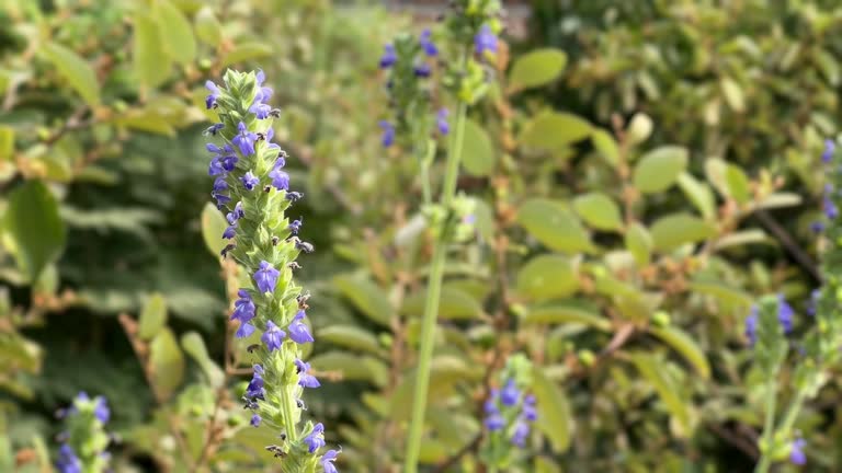 Closeup shot of Blue flower Salvia hispanica, vibrant blue Salvia flower swaying gently in the breeze.