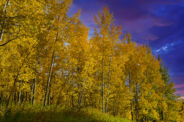 Sunset Over Golden Aspens in the Rocky Mountains. Wide angle panorama of rows of golden Aspens at peak Fall color against a blue sky grow in tall vertical rows create a spectacular landscape which looks like a painting. Each Autumn, the Colorado Rocky Mountains create a dazzling and colorful display as the Aspens turn a brilliant yellow and glow against the mountains. In addition, their tall, vertical, trunks with white bark create a repetitive pattern under the foliage. Taken in Vail, Colorado on the summit of Vail Mountain.