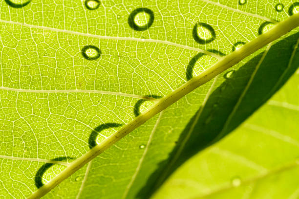 istock Dew drops on green foliage. Water and environment 2167925683