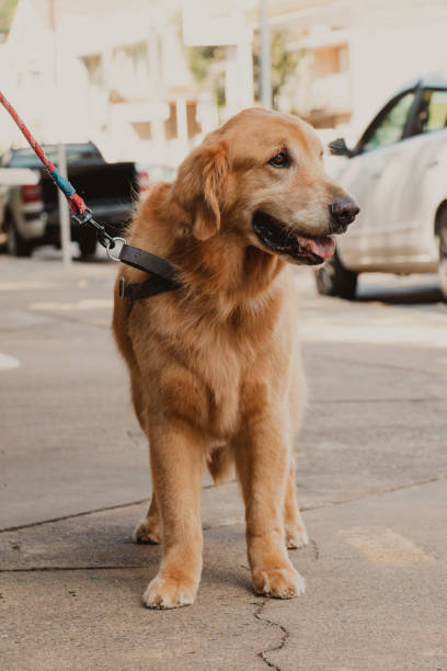 istock golden retriever full body portrait 2167926732