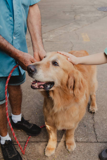 istock people petting a golden retriever 2167926983
