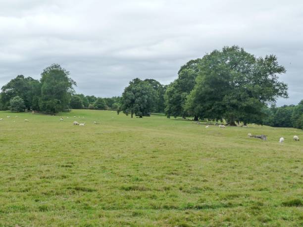 istock sheep grazing on a hill in the sun 2167927186